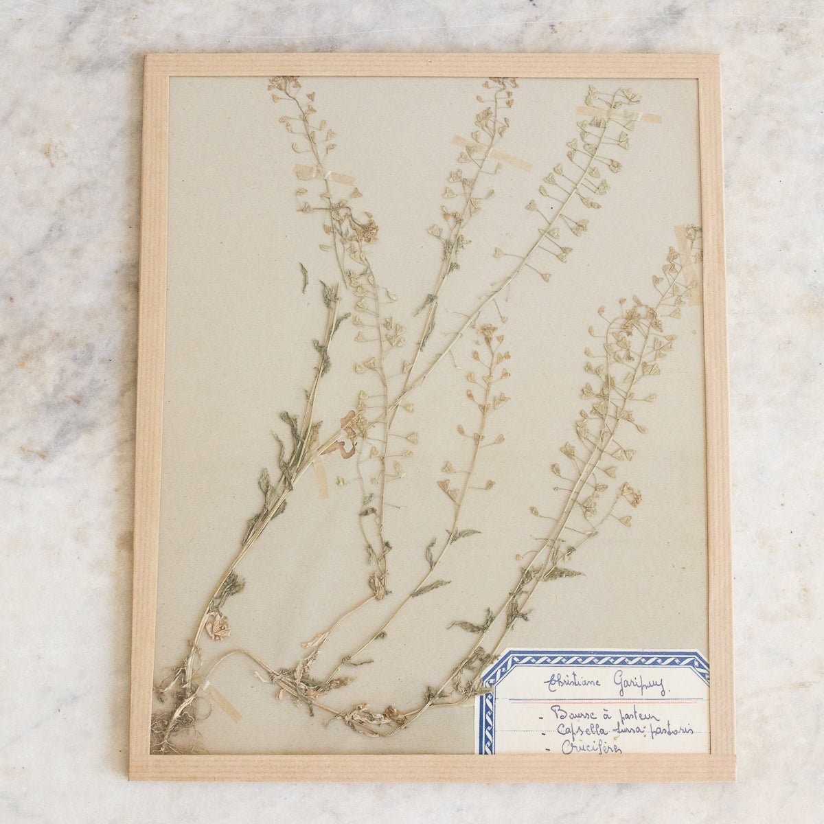 Vintage Pressed Botanical No. 14