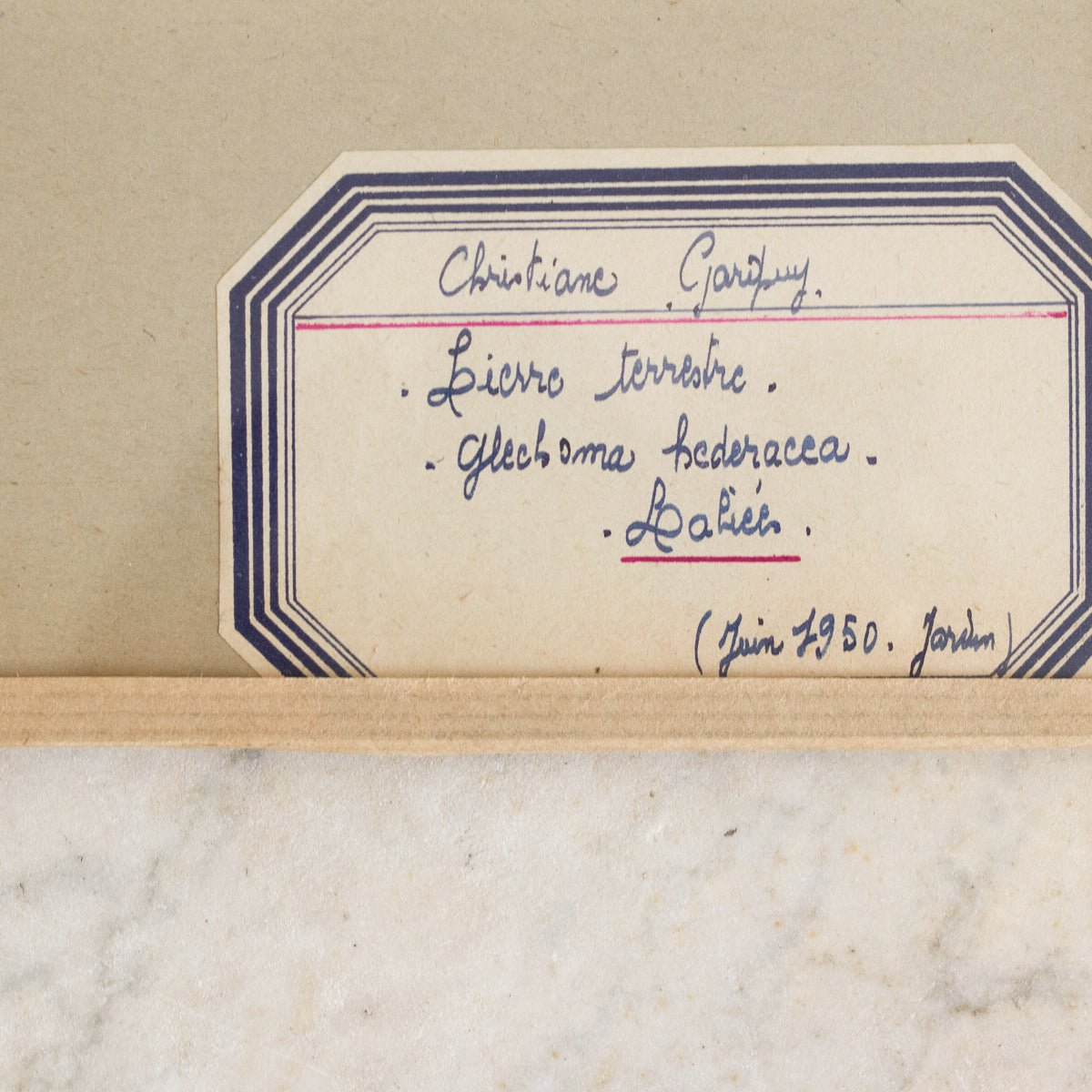 Vintage Pressed Botanical No. 18