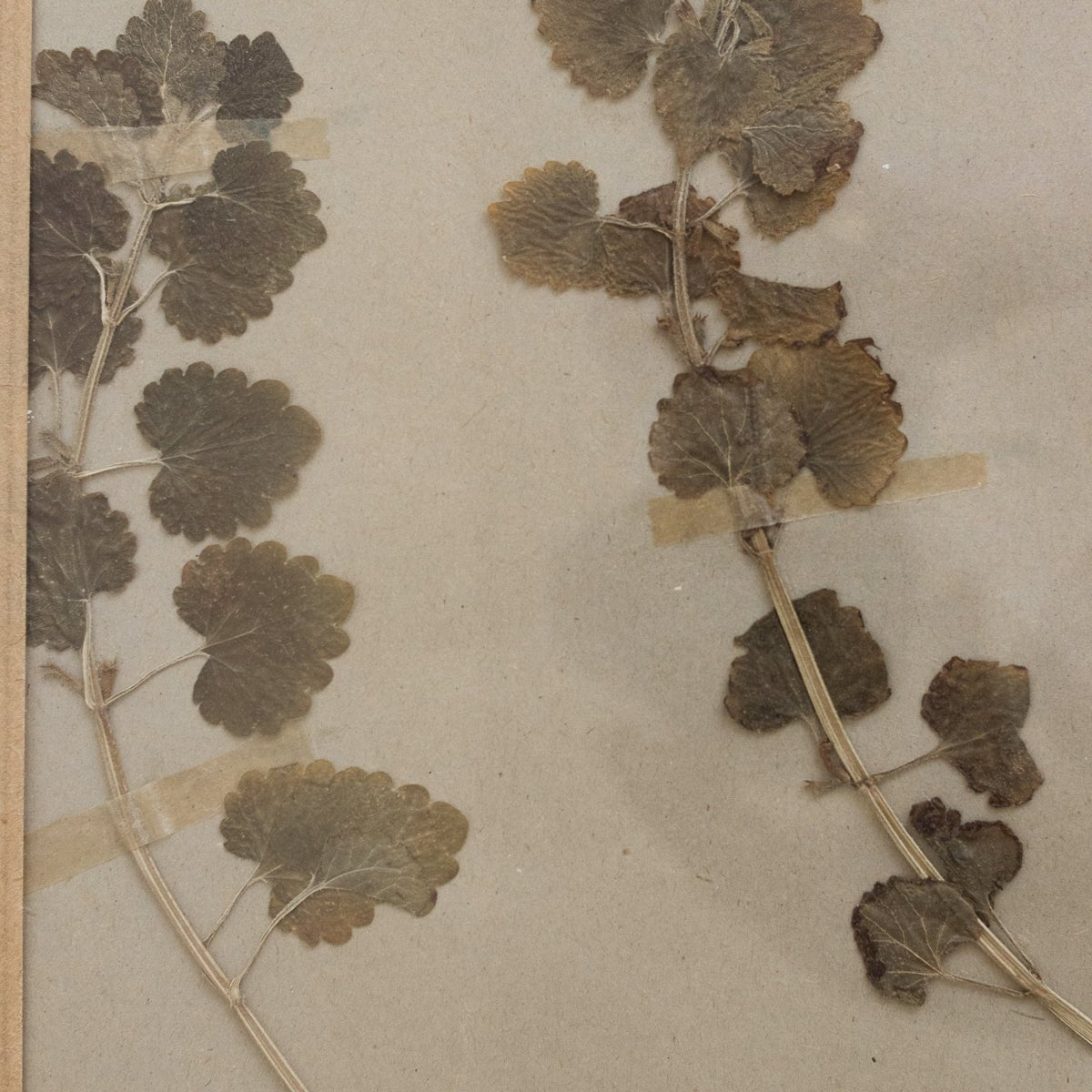 Vintage Pressed Botanical No. 18