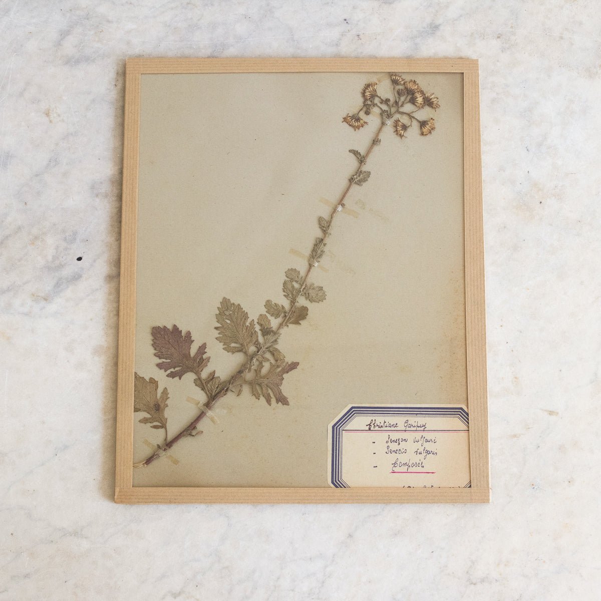 Vintage Pressed Botanical No. 19 | Dated 1950