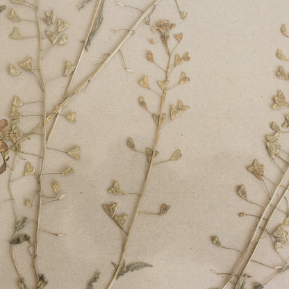 Vintage Pressed Botanical No. 14