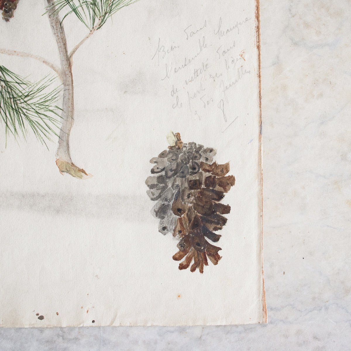 Pinecone Study Watercolor Painting | Dated 1918