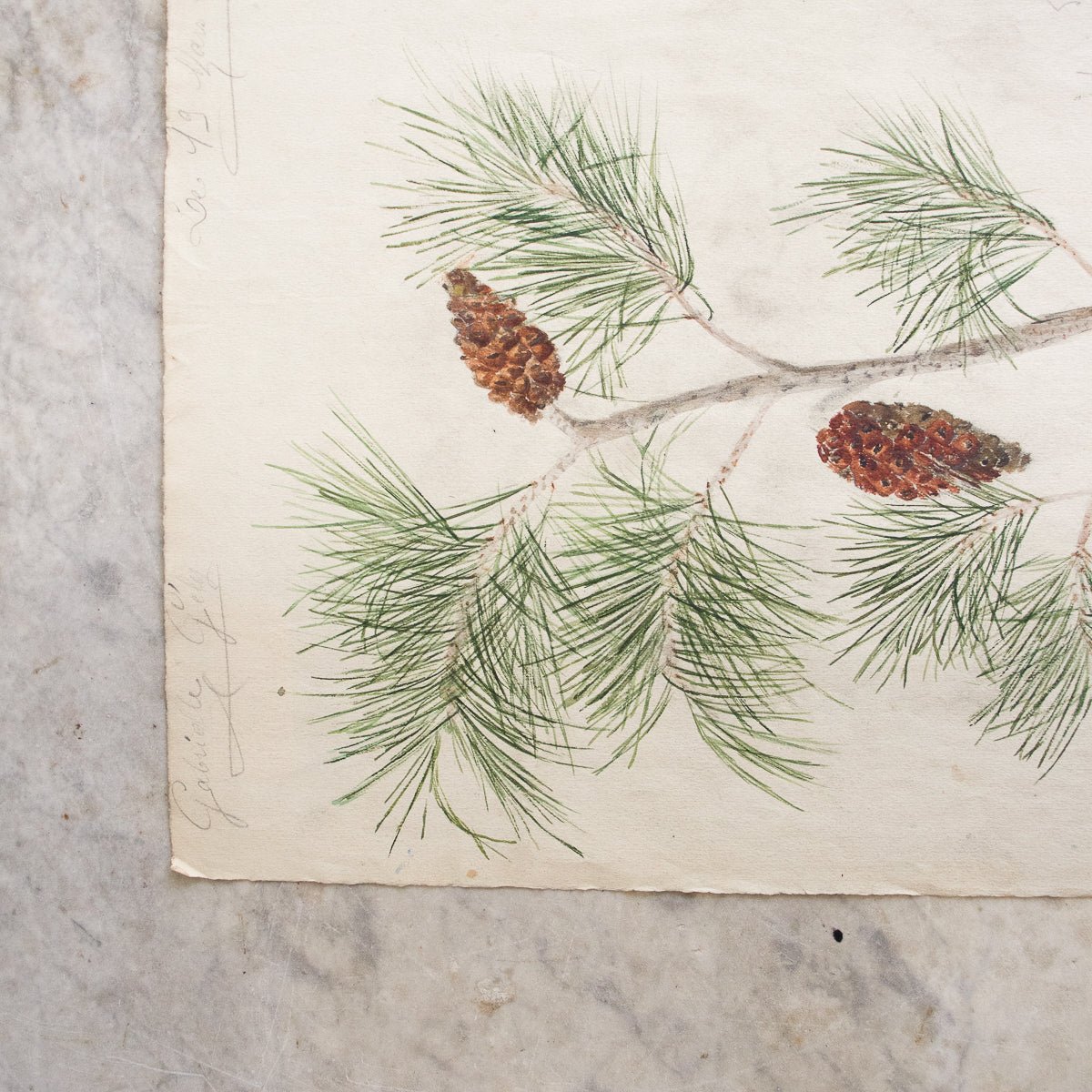 Pinecone Study Watercolor Painting | Dated 1918
