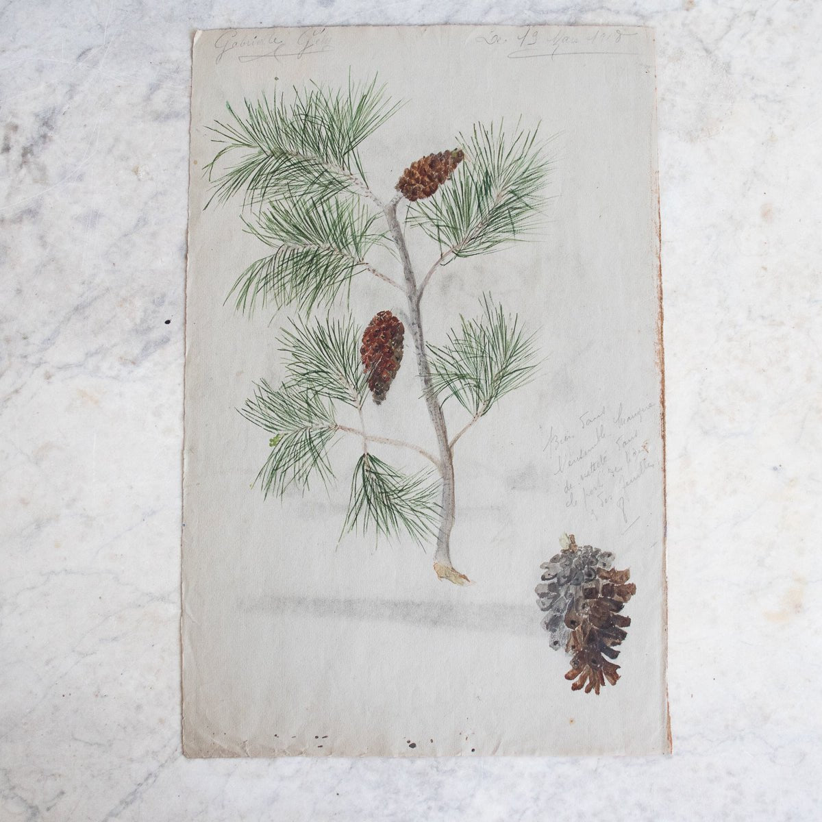 Pinecone Study Watercolor Painting | Dated 1918
