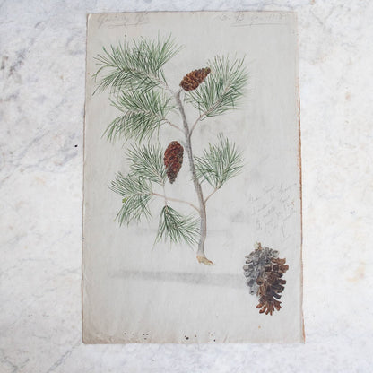 Pinecone Study Watercolor Painting | Dated 1918
