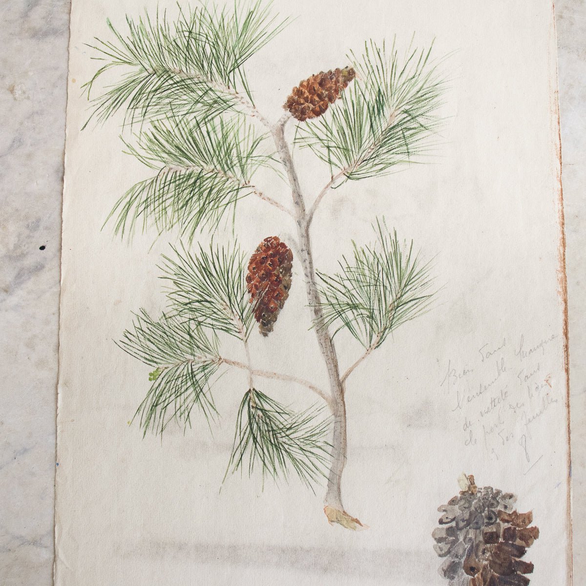 Pinecone Study Watercolor Painting | Dated 1918
