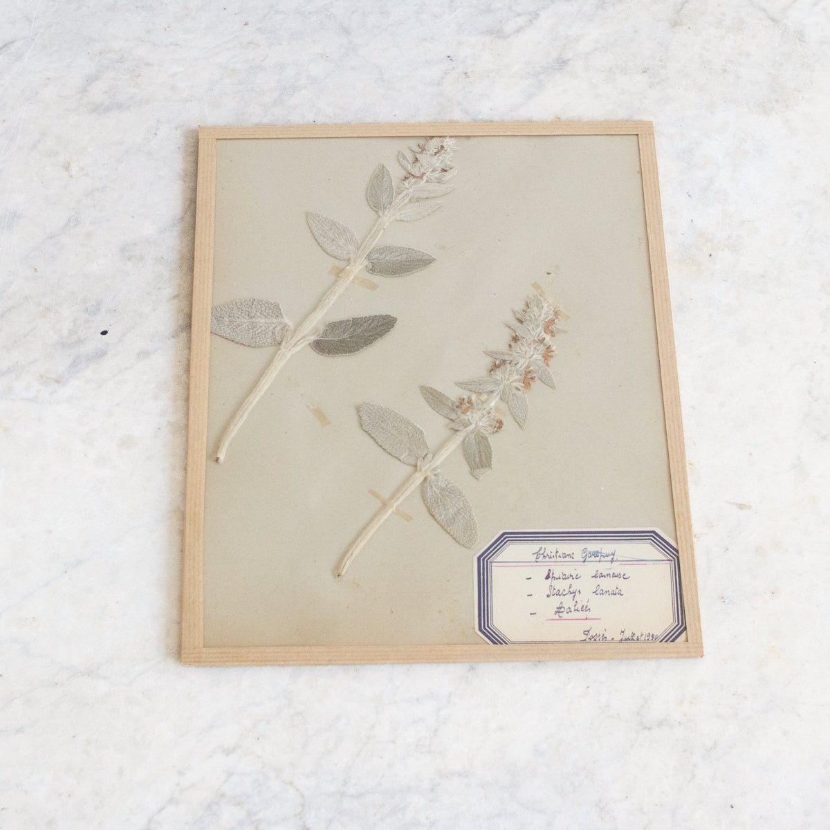 Vintage Pressed Botanical | Dated 1950