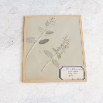 Vintage Pressed Botanical | Dated 1950