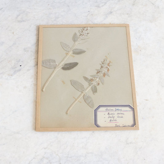 Vintage Pressed Botanical | Dated 1950