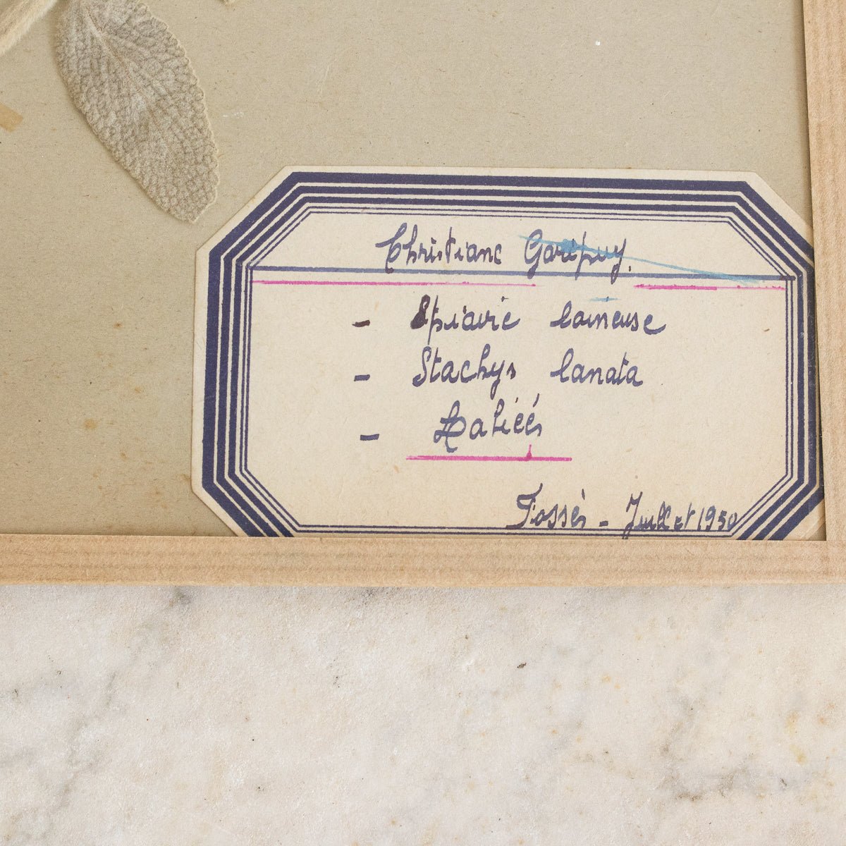 Vintage Pressed Botanical | Dated 1950