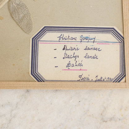 Vintage Pressed Botanical | Dated 1950
