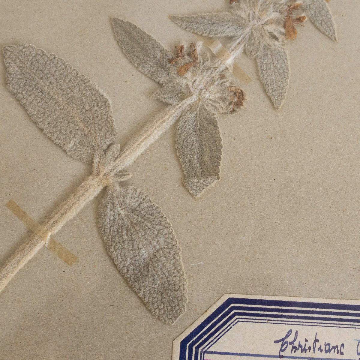 Vintage Pressed Botanical | Dated 1950