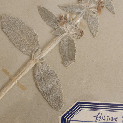 Vintage Pressed Botanical | Dated 1950