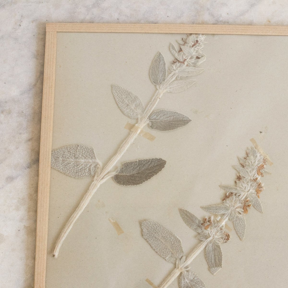 Vintage Pressed Botanical | Dated 1950