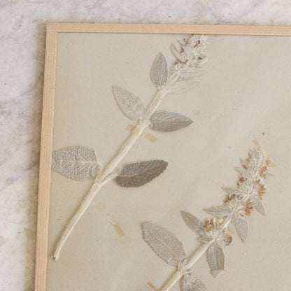 Vintage Pressed Botanical | Dated 1950