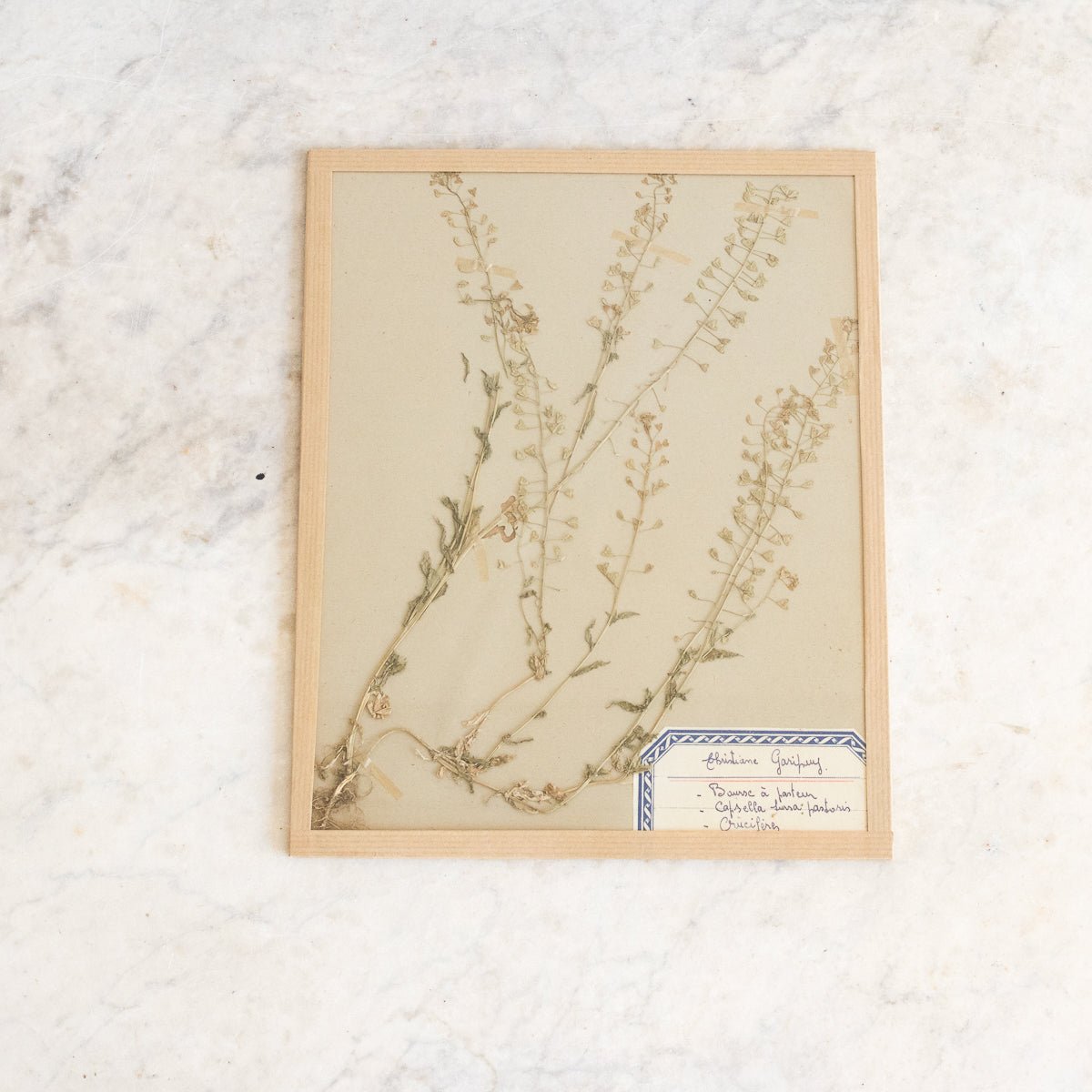 Vintage Pressed Botanical No. 14