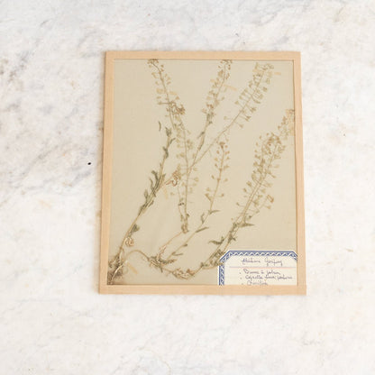 Vintage Pressed Botanical No. 14