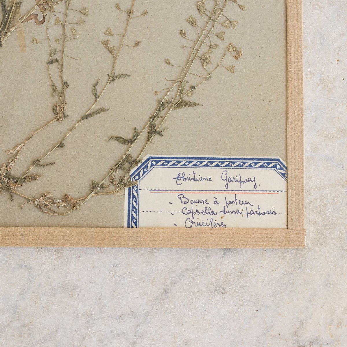 Vintage Pressed Botanical No. 14