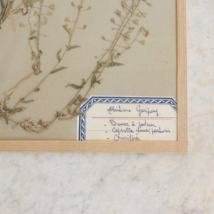 Vintage Pressed Botanical No. 14