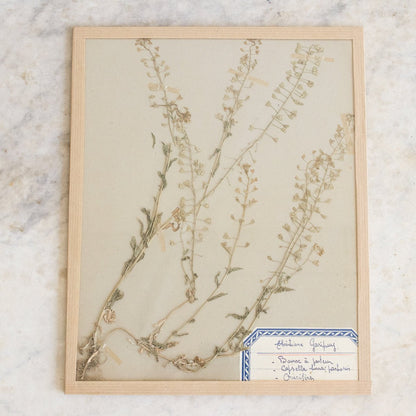Vintage Pressed Botanical No. 14