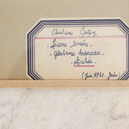 Vintage Pressed Botanical No. 18