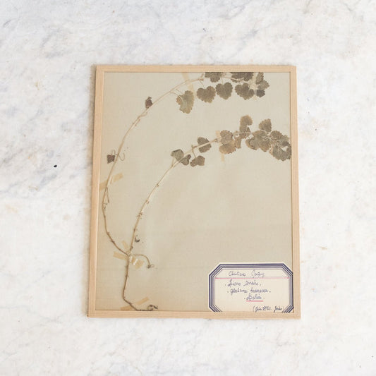 Vintage Pressed Botanical No. 18
