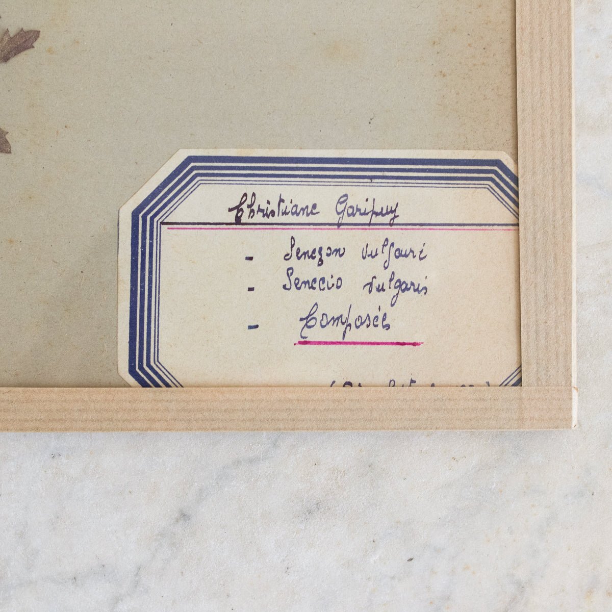 Vintage Pressed Botanical No. 19 | Dated 1950