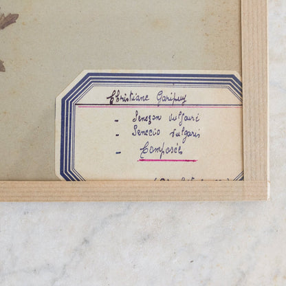 Vintage Pressed Botanical No. 19 | Dated 1950