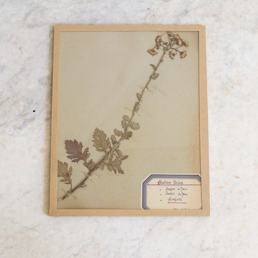 Vintage Pressed Botanical No. 19 | Dated 1950