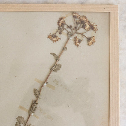Vintage Pressed Botanical No. 19 | Dated 1950
