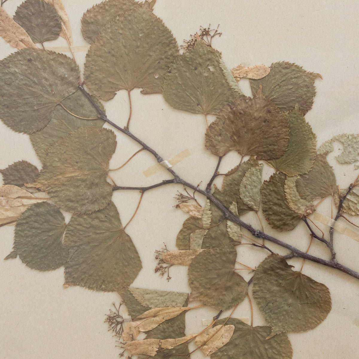 Vintage Pressed Botanical No. 27