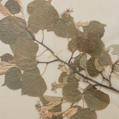 Vintage Pressed Botanical No. 27