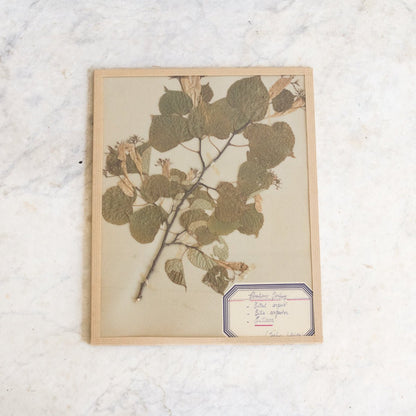 Vintage Pressed Botanical No. 27
