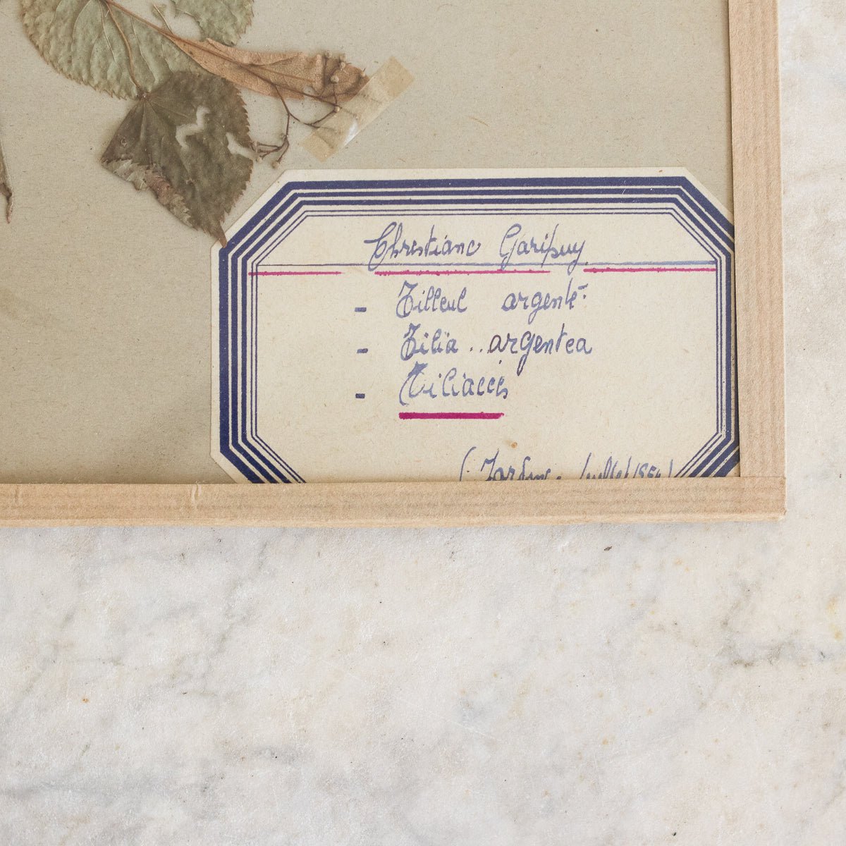 Vintage Pressed Botanical No. 27