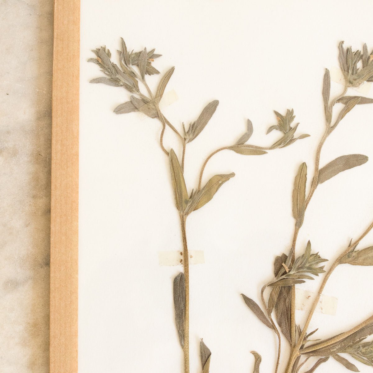 Vintage Pressed Botanical No. 33 | Dated 1954