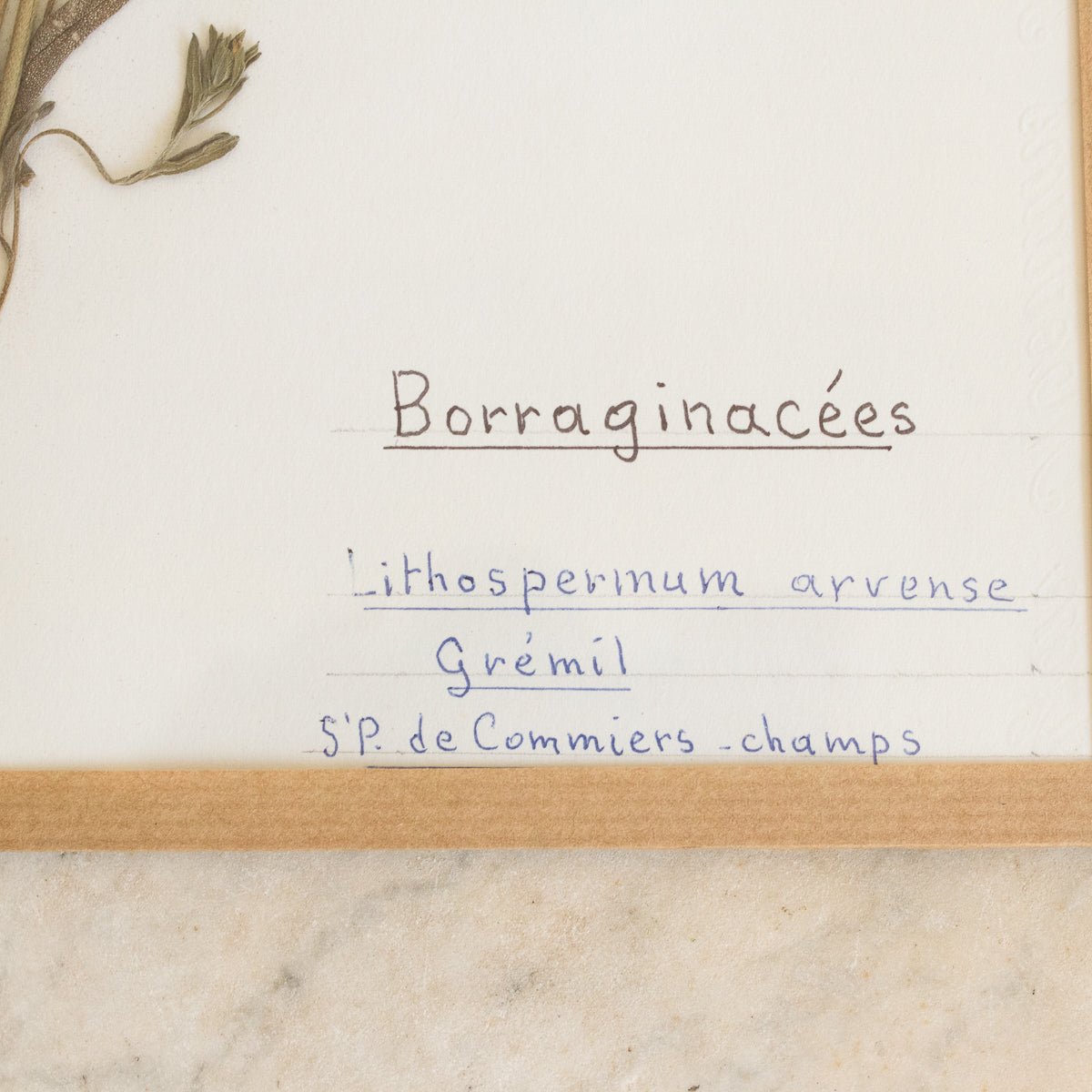 Vintage Pressed Botanical No. 33 | Dated 1954