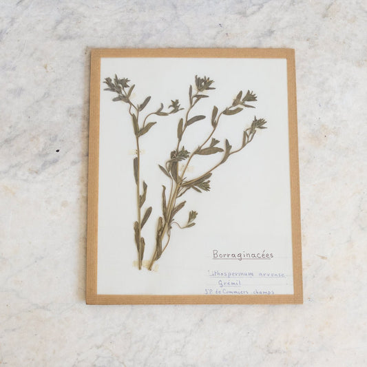 Vintage Pressed Botanical No. 33 | Dated 1954
