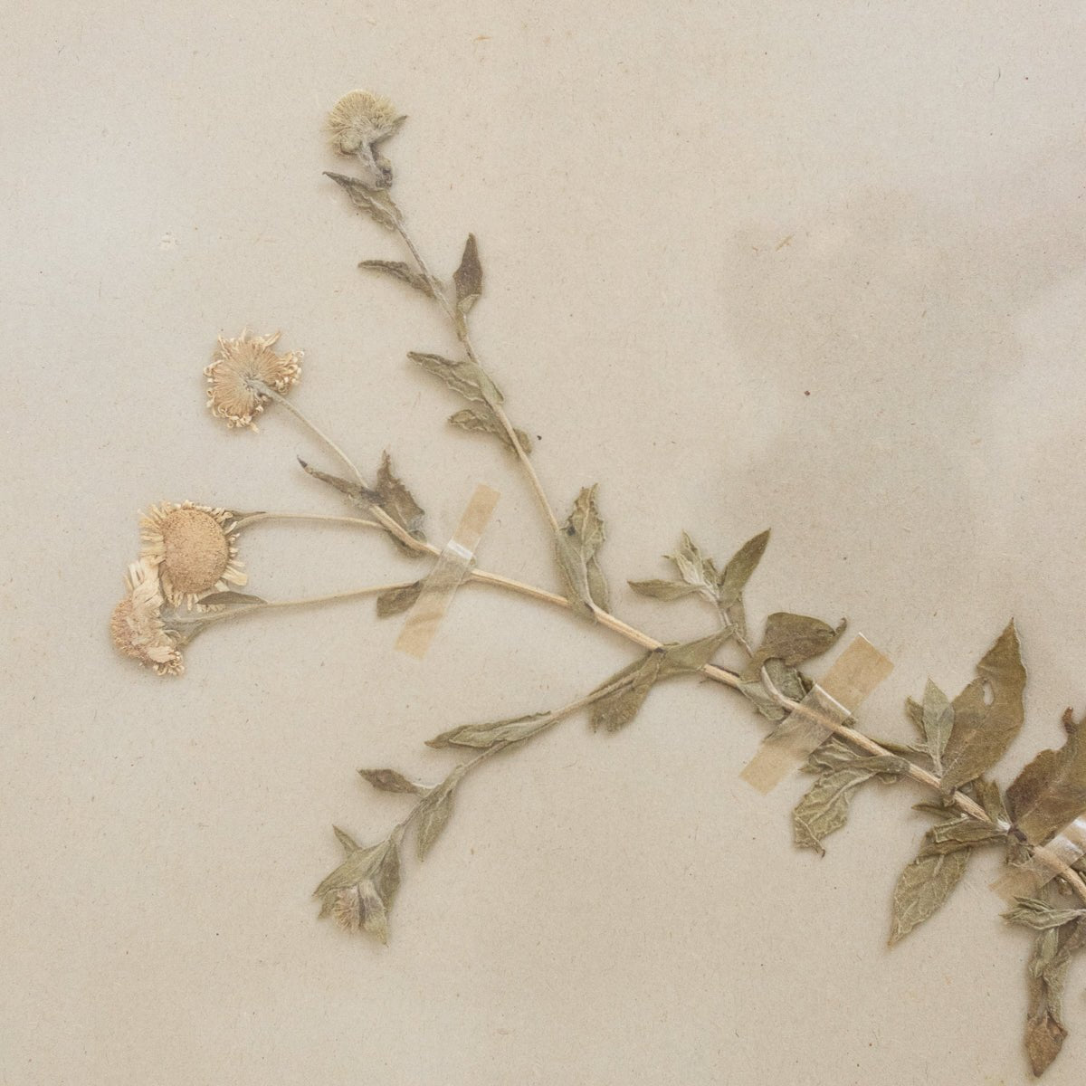 Vintage Pressed Botanical No. 5 | Dated 1950