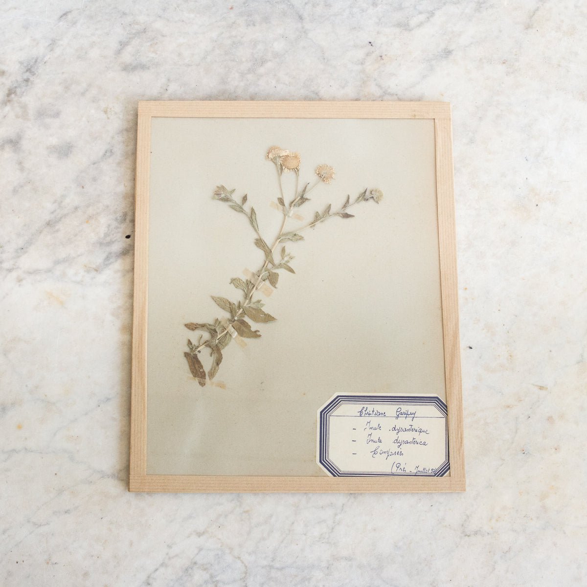Vintage Pressed Botanical No. 5 | Dated 1950