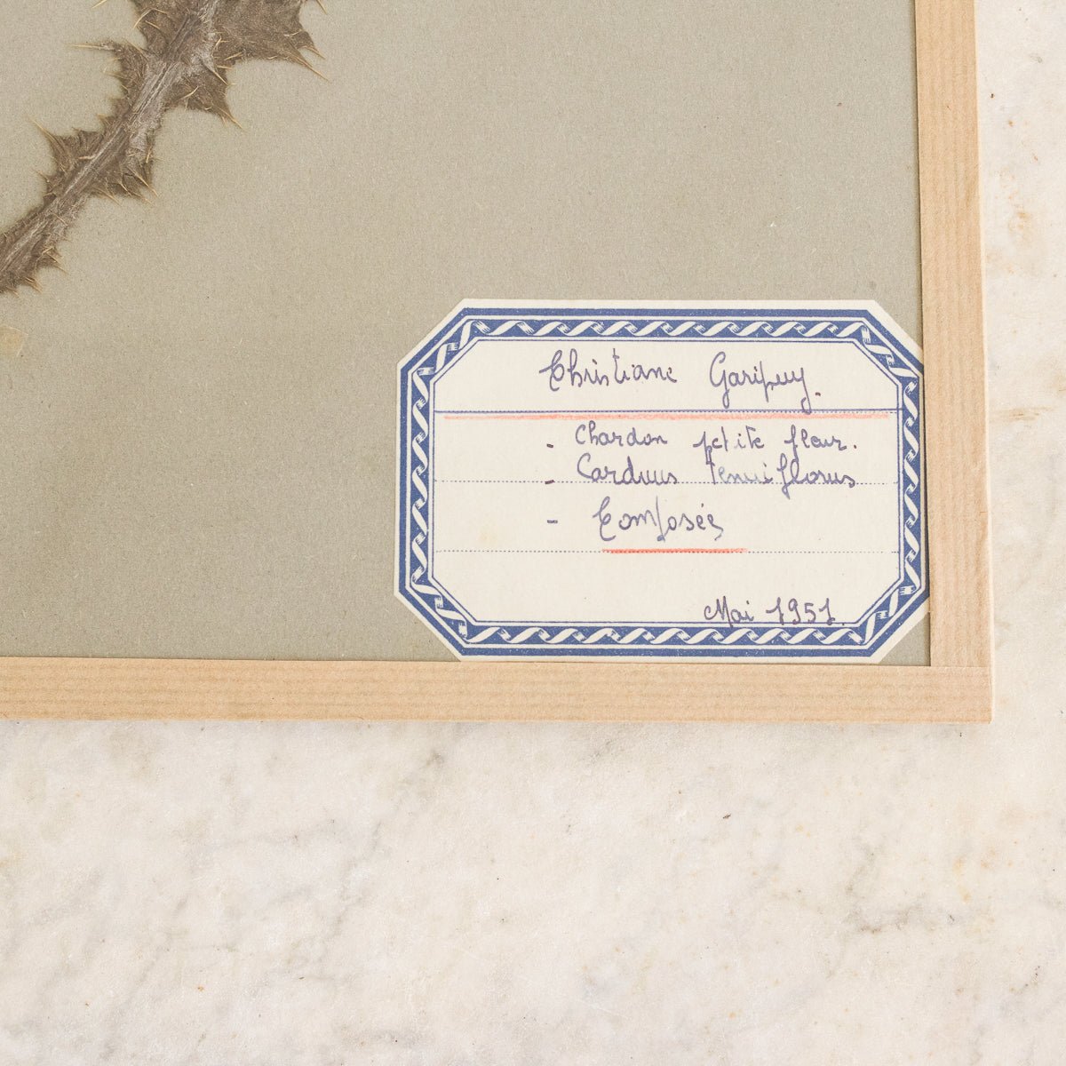 Vintage Pressed Botanical No. 7 | Dated 1951