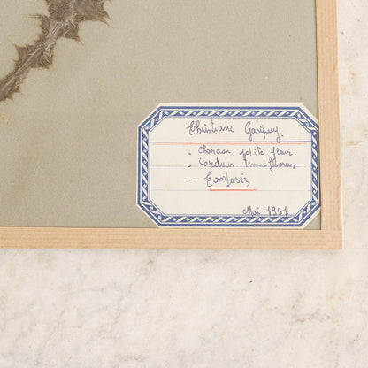 Vintage Pressed Botanical No. 7 | Dated 1951