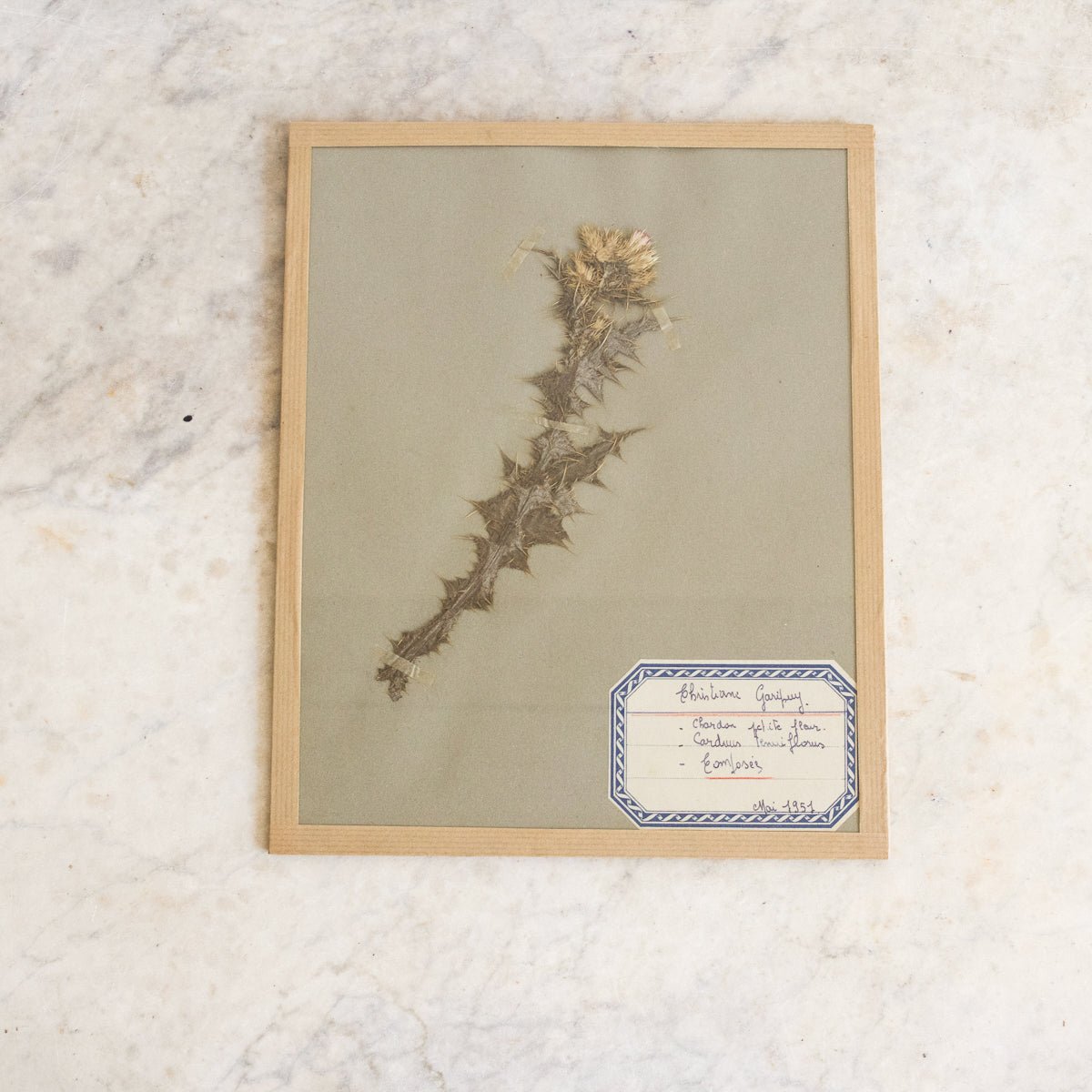 Vintage Pressed Botanical No. 7 | Dated 1951