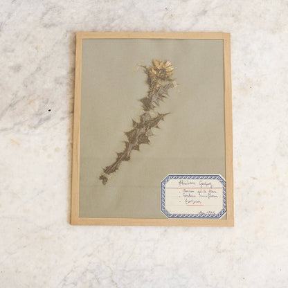 Vintage Pressed Botanical No. 7 | Dated 1951
