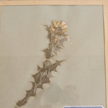 Vintage Pressed Botanical No. 7 | Dated 1951